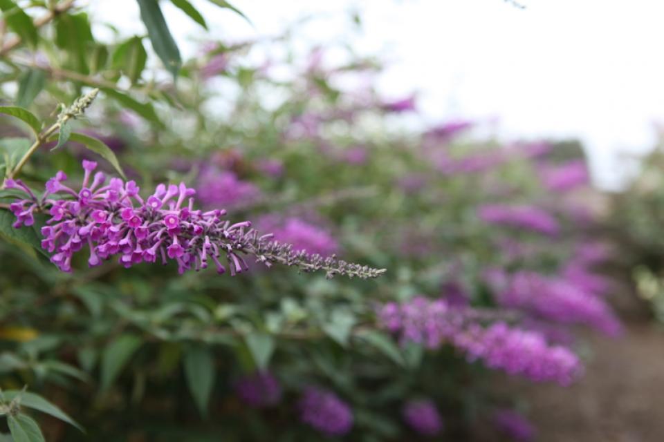 Buddleja ARGUS® Velvet 