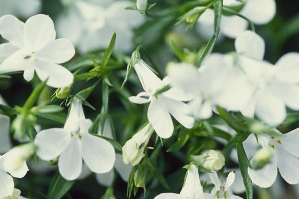 Lobelia erinus - Tuinlobelia, hanglobelia 