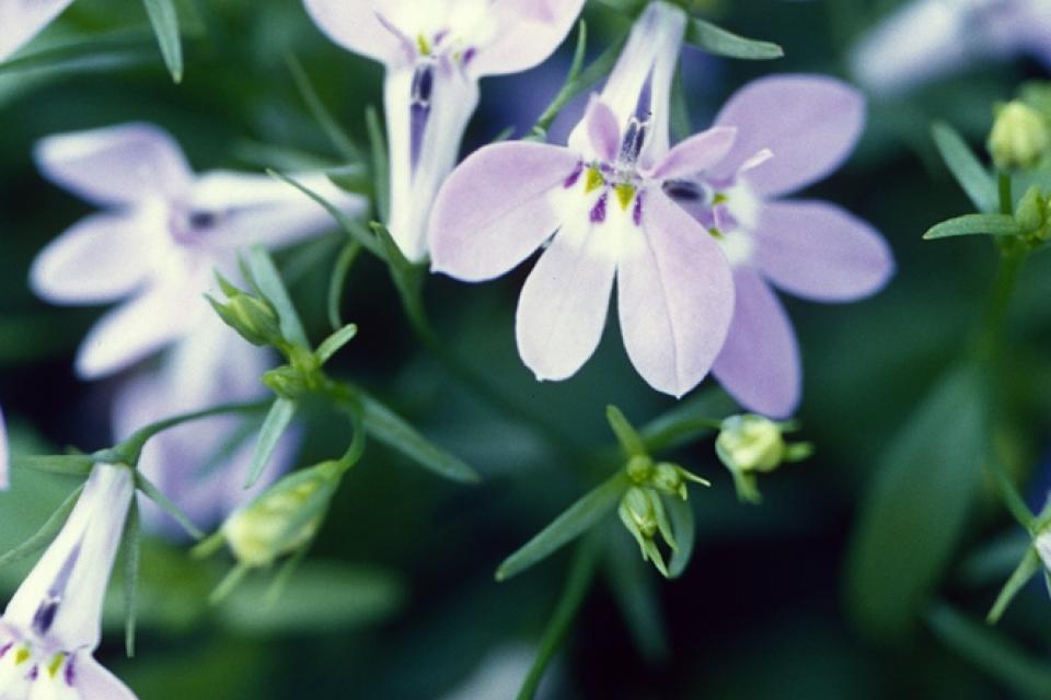 Lobelia erinus - Tuinlobelia, hanglobelia 