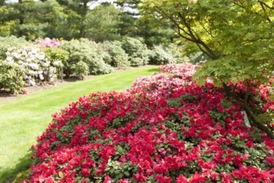 Rhododendron - dwergsoorten