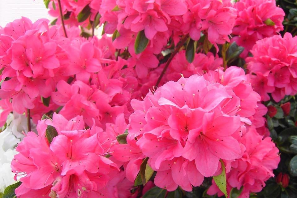 Azalea japonica 'Mikado'