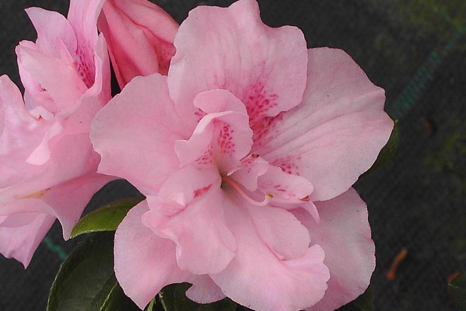 Azalea japonica 'Nancy of Robin Hill'