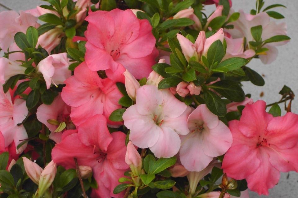 Azalea japonica 'Sir Robert'