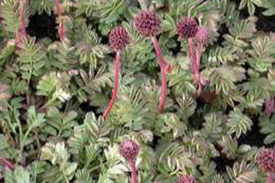 Acaena