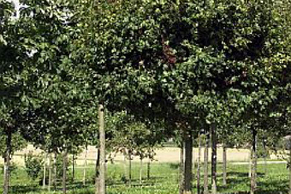 Acer campestre 'Nanum'