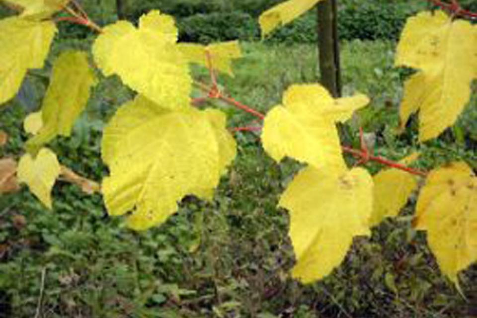 Acer pensylvanicum