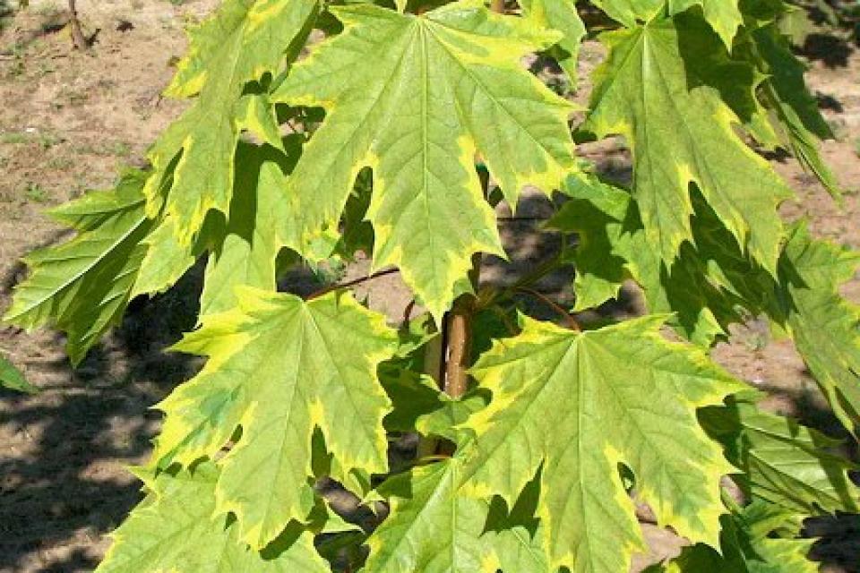 Acer platanoides 'Frisine' - detail