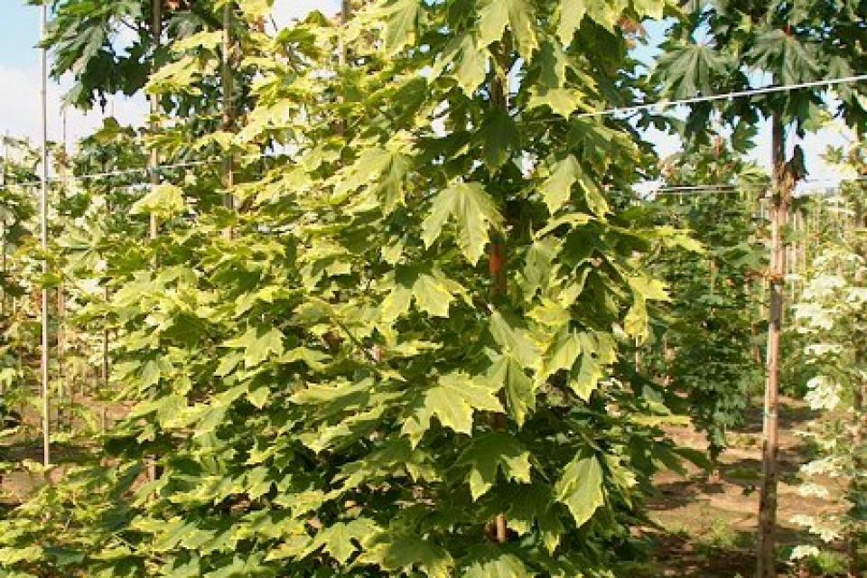 Acer platanoides 'Frisine' - Noorse esdoorn 'Frisine' 