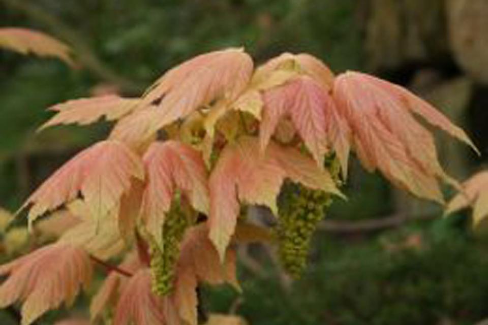 Acer pseudoplatanus 'Brilliantissimum'