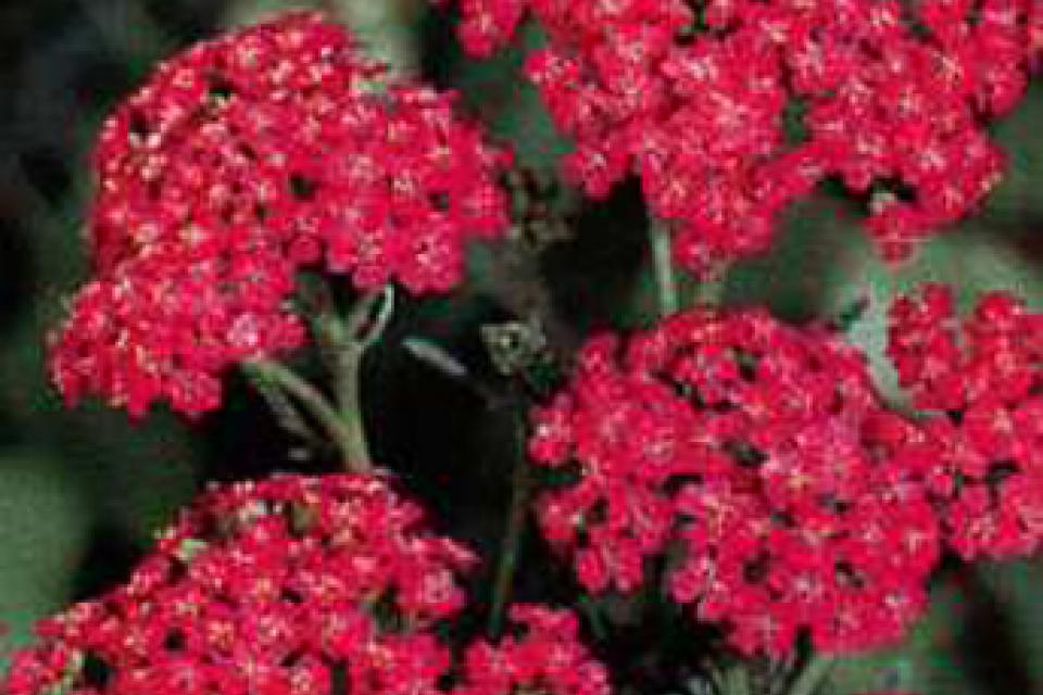 Achillea millefolium