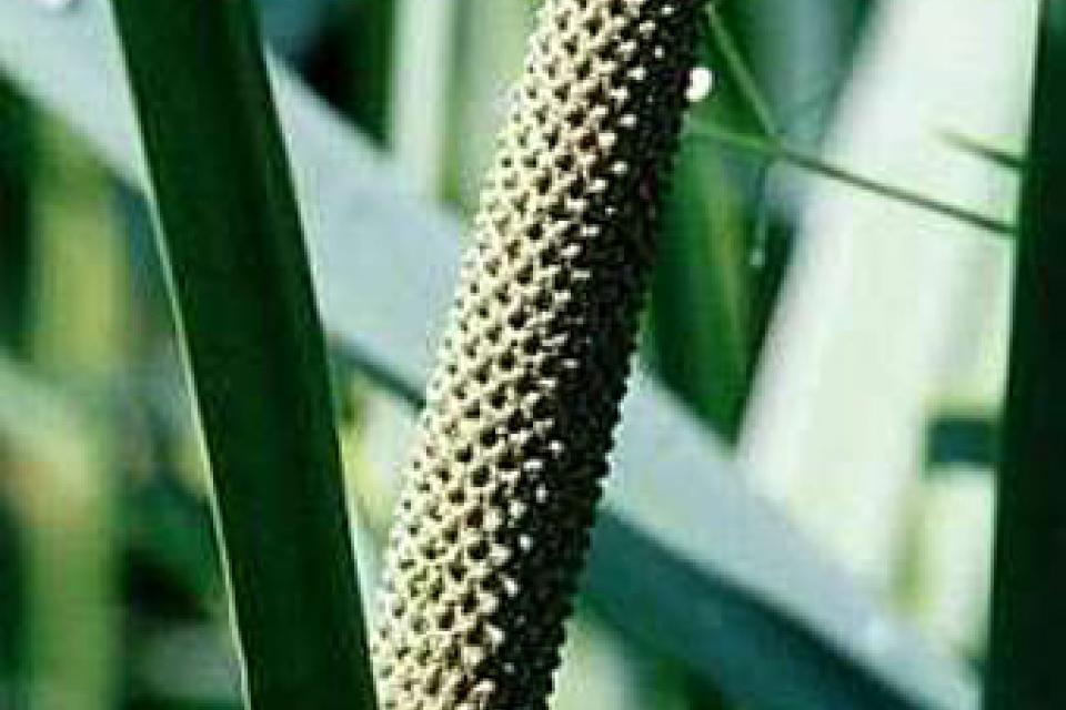 Acorus calamus