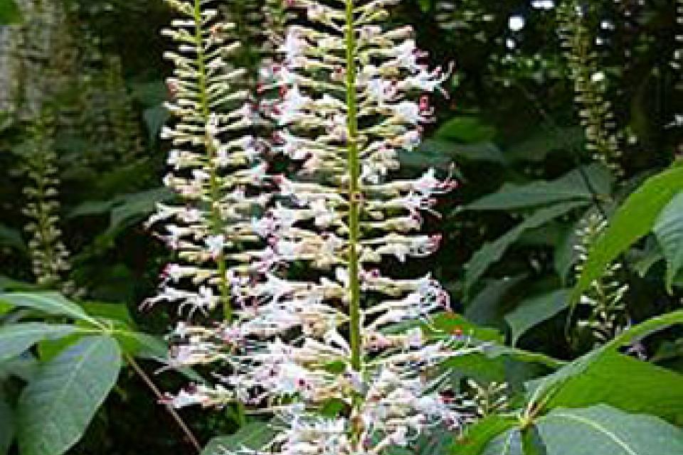 Aesculus parviflora