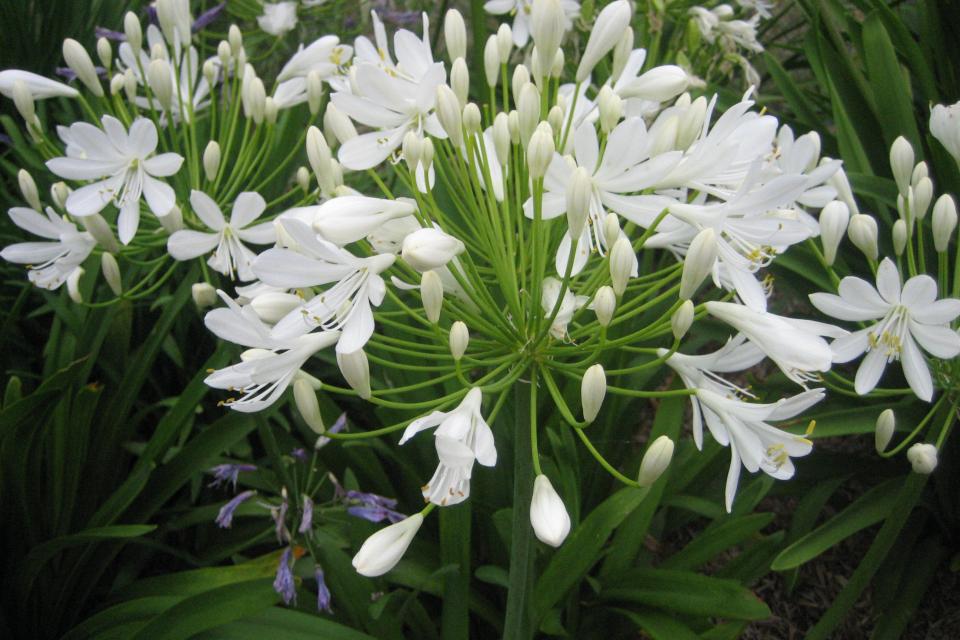 Agapanthus - Afrikaanse lelie