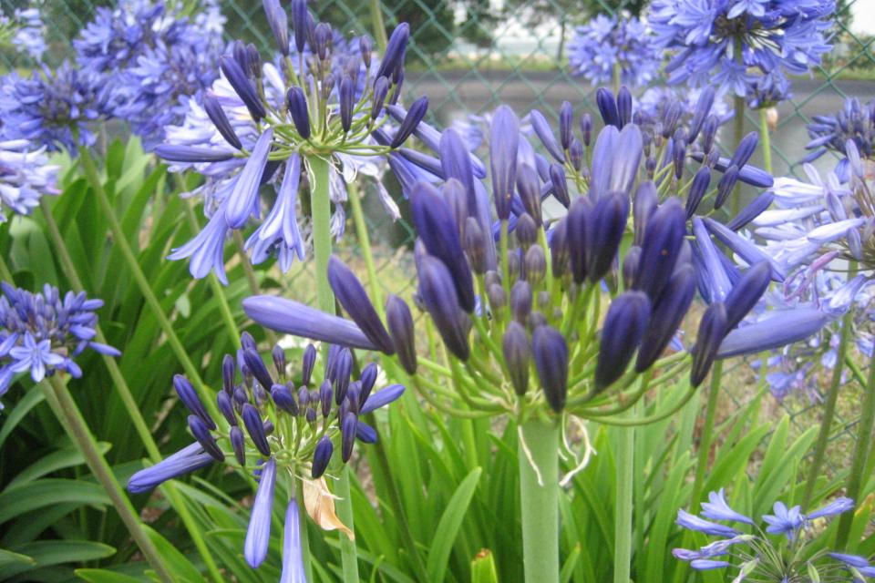 Agapanthus - Afrikaanse lelie