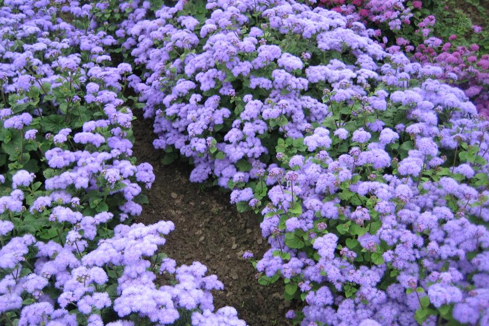 Ageratum - Mexicaantje, leverbalsem 