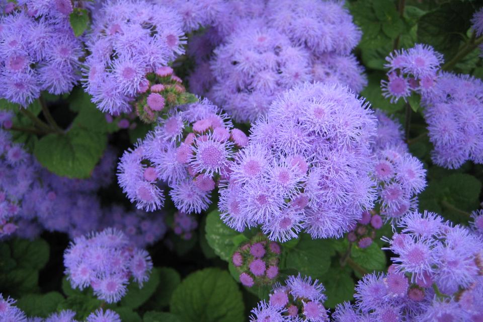 Ageratum - Mexicaantje, leverbalsem 