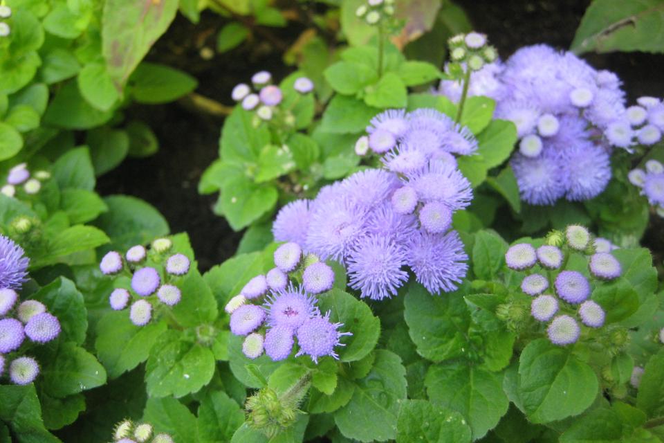 Ageratum - Mexicaantje, leverbalsem 