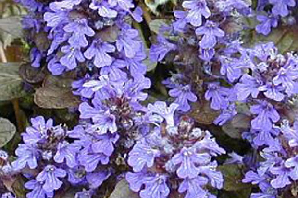 Ajuga reptans