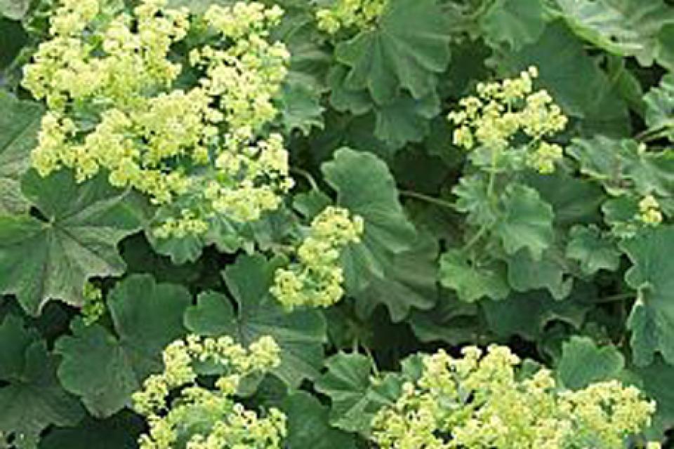 Alchemilla