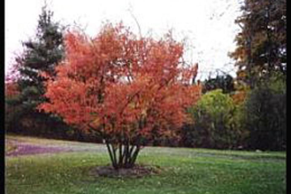 Amelanchier laevis 'Ballerina'