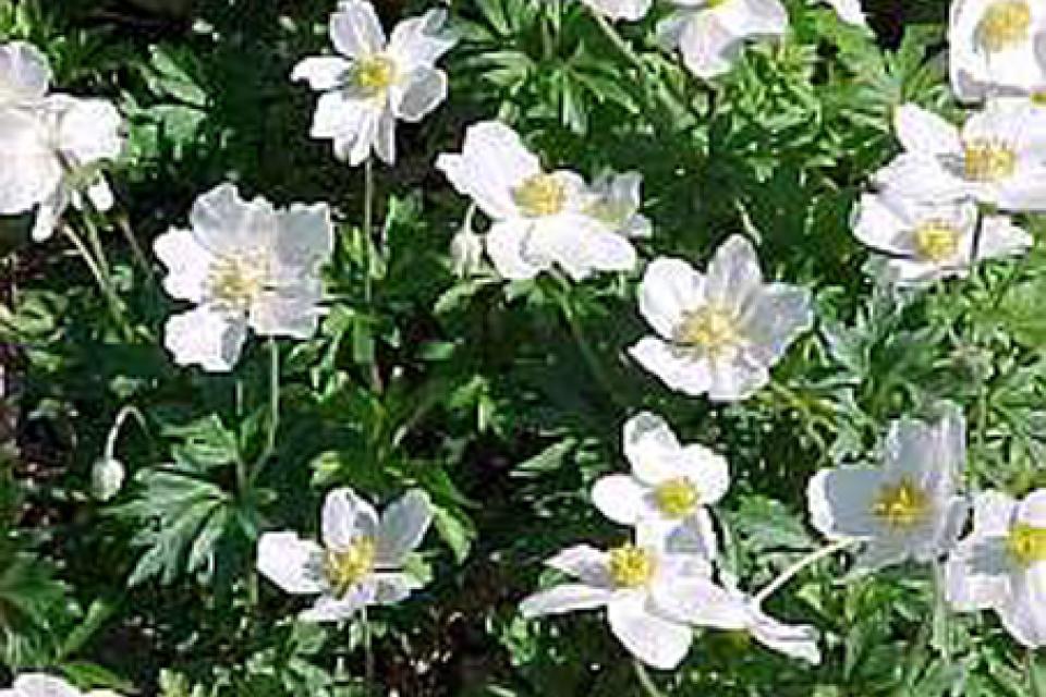 Anemone sylvestris