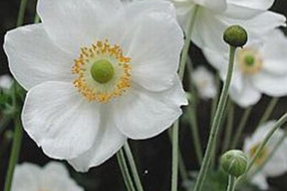 Anemone