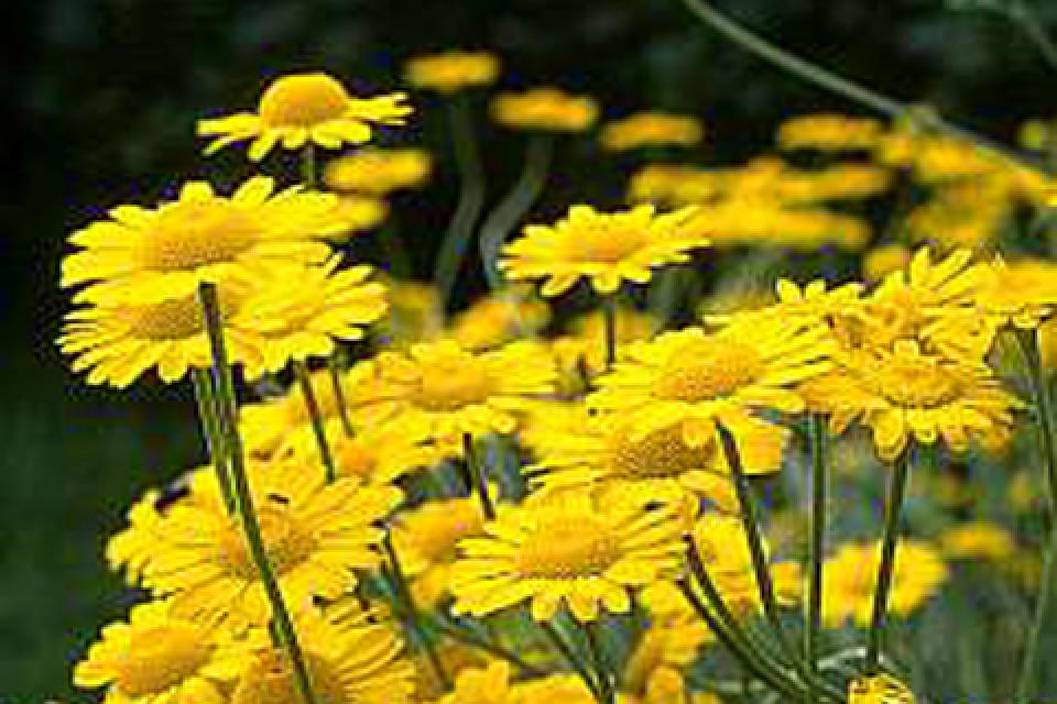 Anthemis 'Sauce Hollandaise'