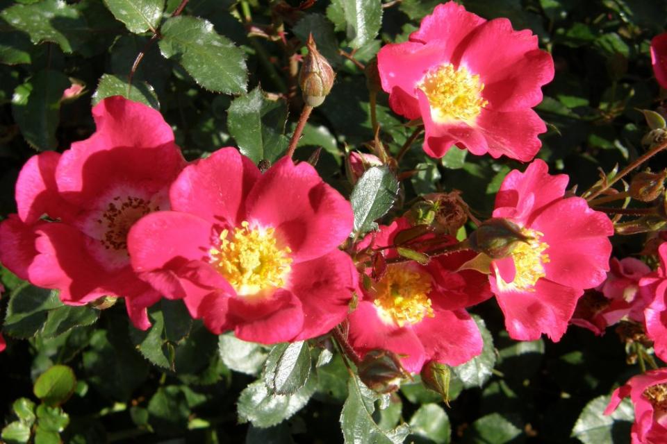 Rosa 'Archimedes' 
