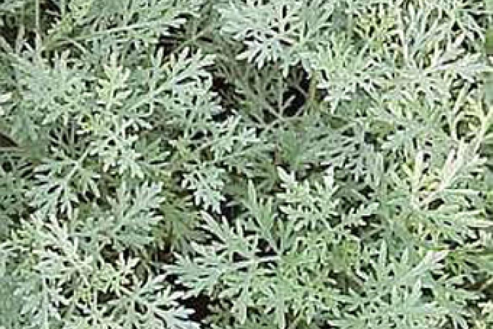 Artemisia 'Powis Castle'