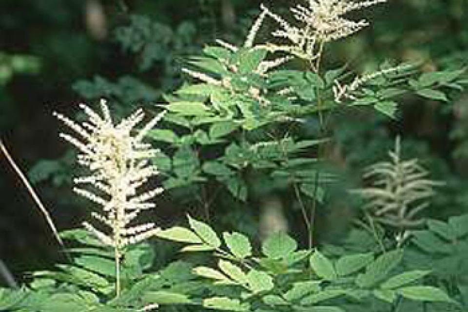 Aruncus dioicus