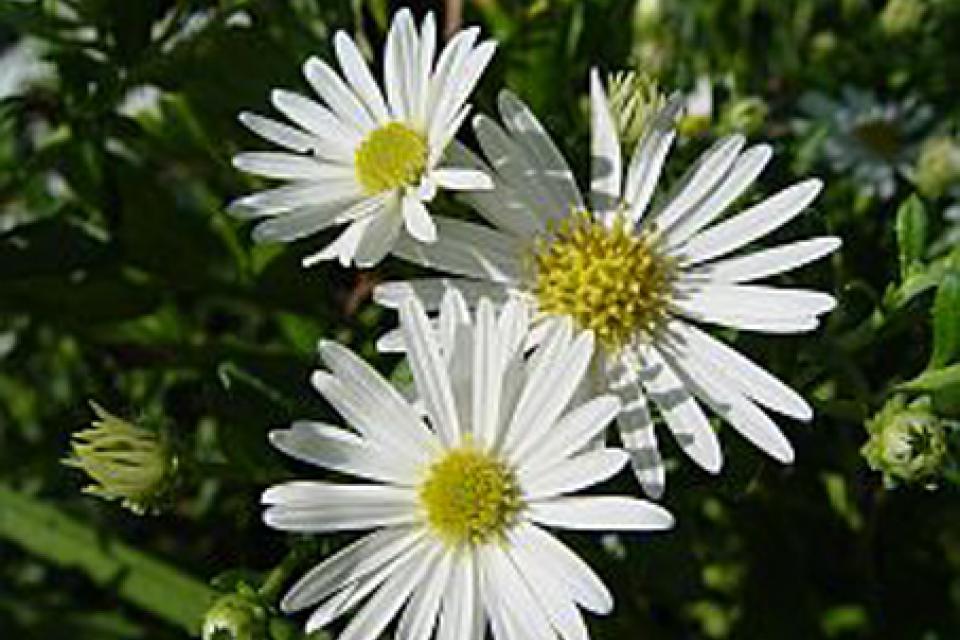 Aster ageratoides