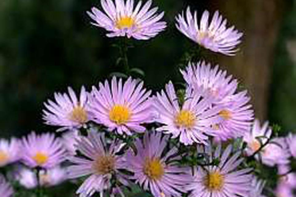 Aster ericoides