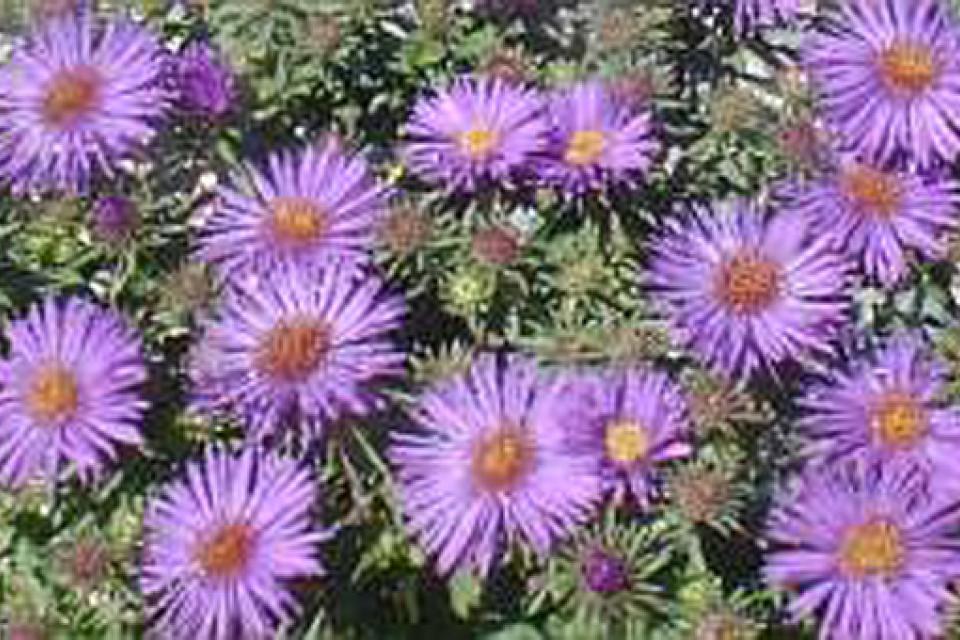 Aster novae-angliae