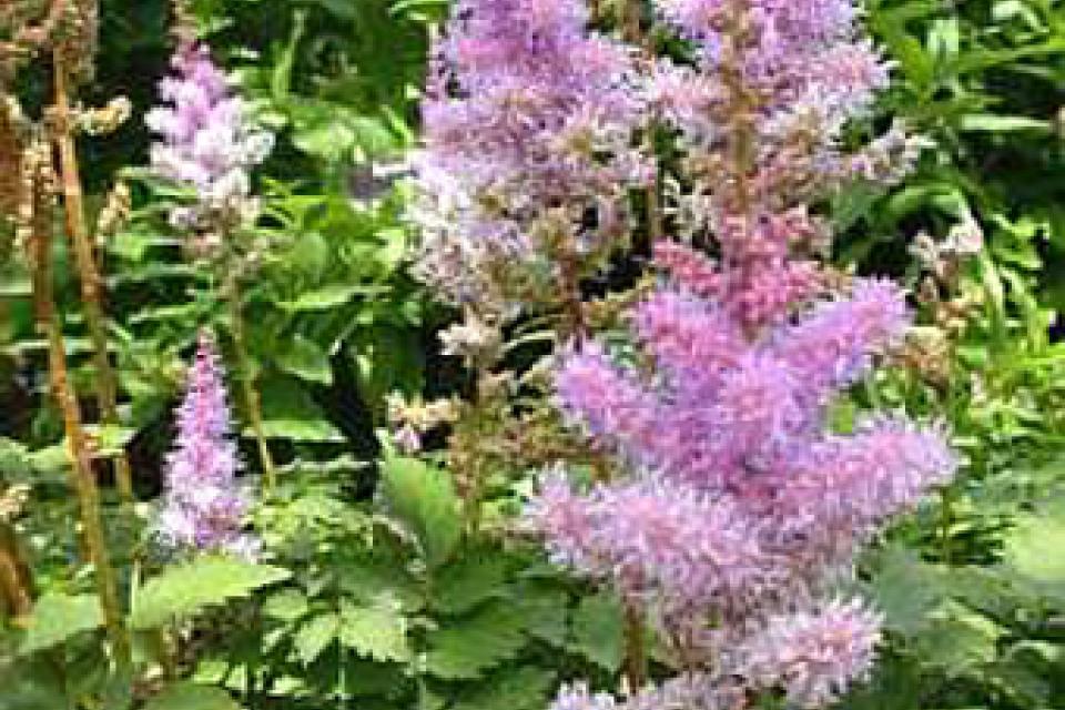 Astilbe chinensis 'Pumila'