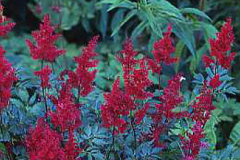 Astilbe hybriden