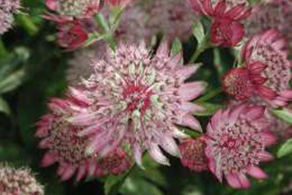 Astrantia major