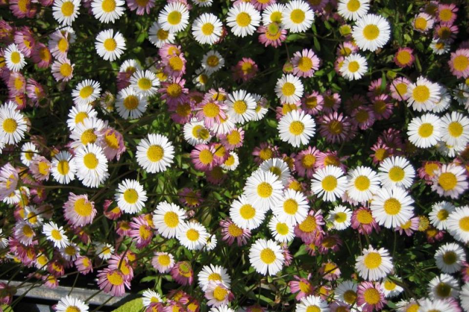 Bellis perennis (cultivars) - Madeliefje 