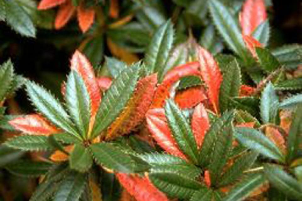 Berberis julianae