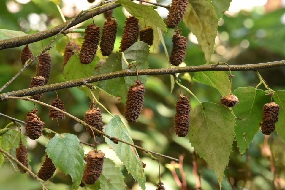 Betula pendula