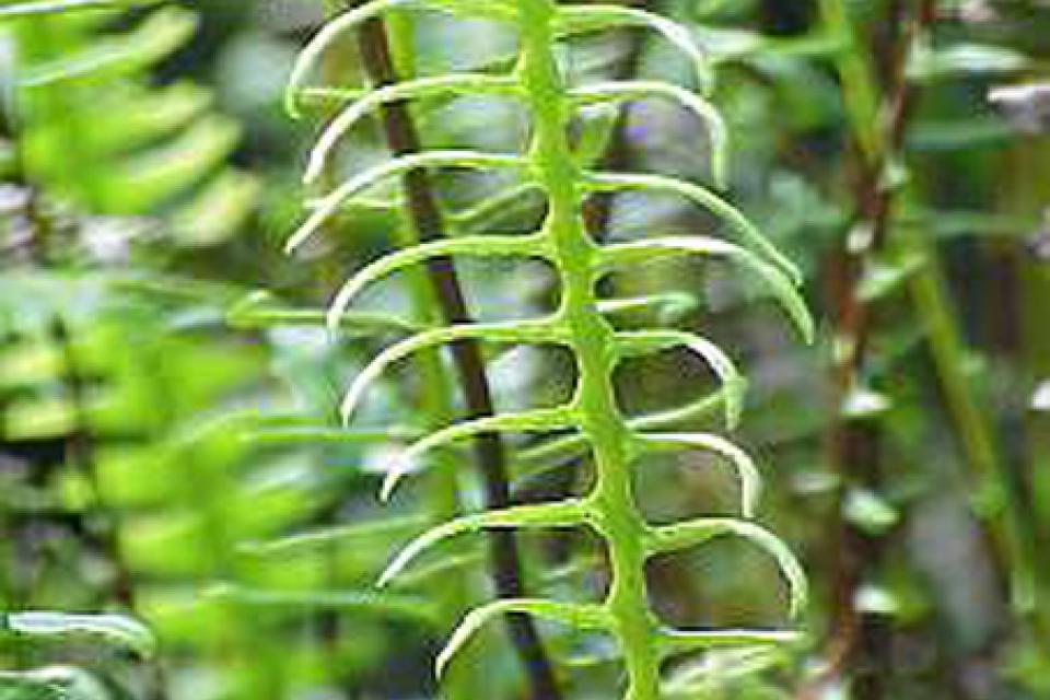 Blechnum spicant