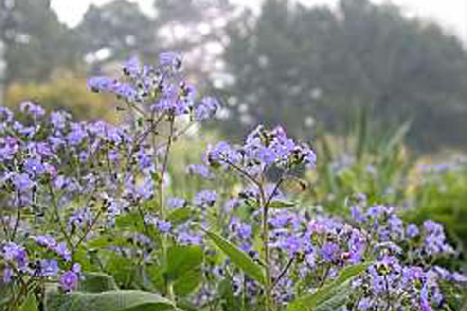 Brunnera macrophylla