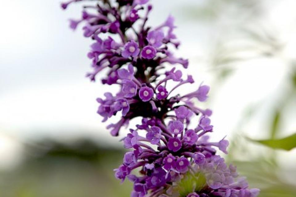 Buddleja ARGUS® Velvet 