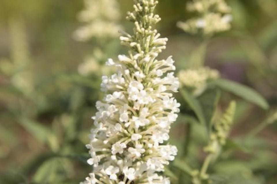 Buddleja ARGUS® White 