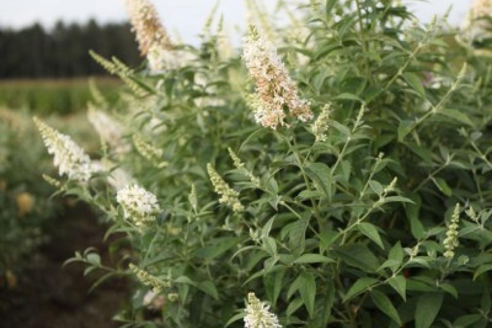 Buddleja ARGUS® White 