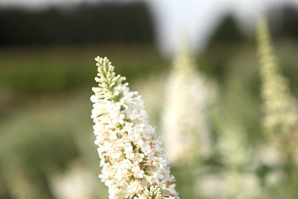 Buddleja ARGUS® White 