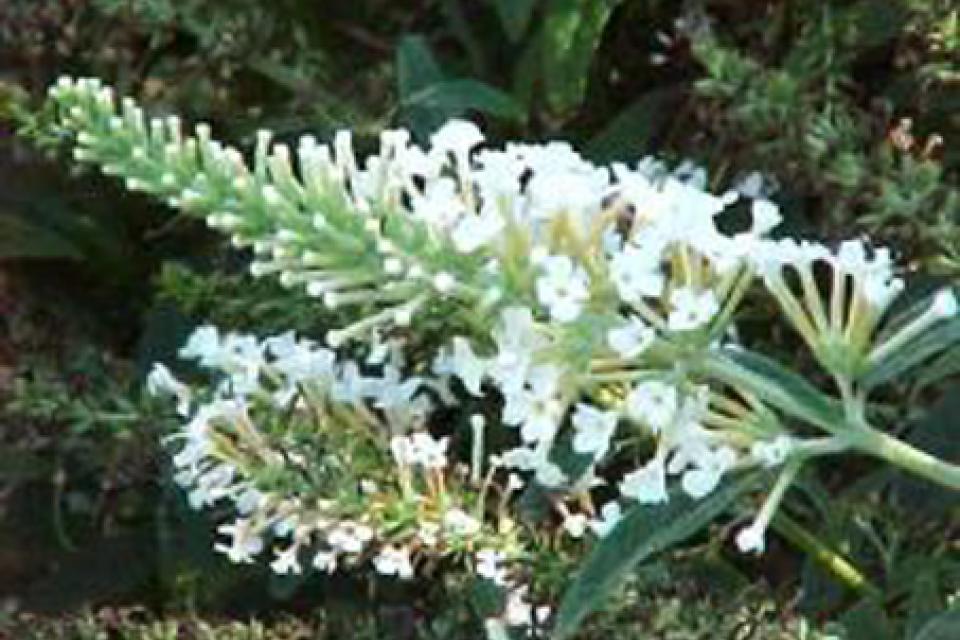 Buddleja davidii 'White Ball'