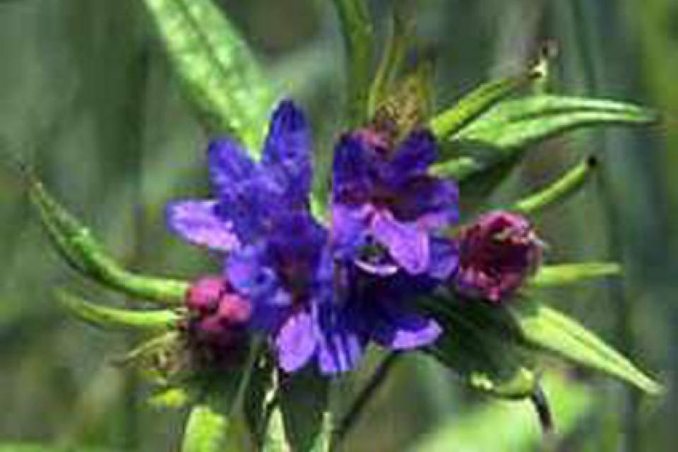 Buglossoides purpurocaerulea