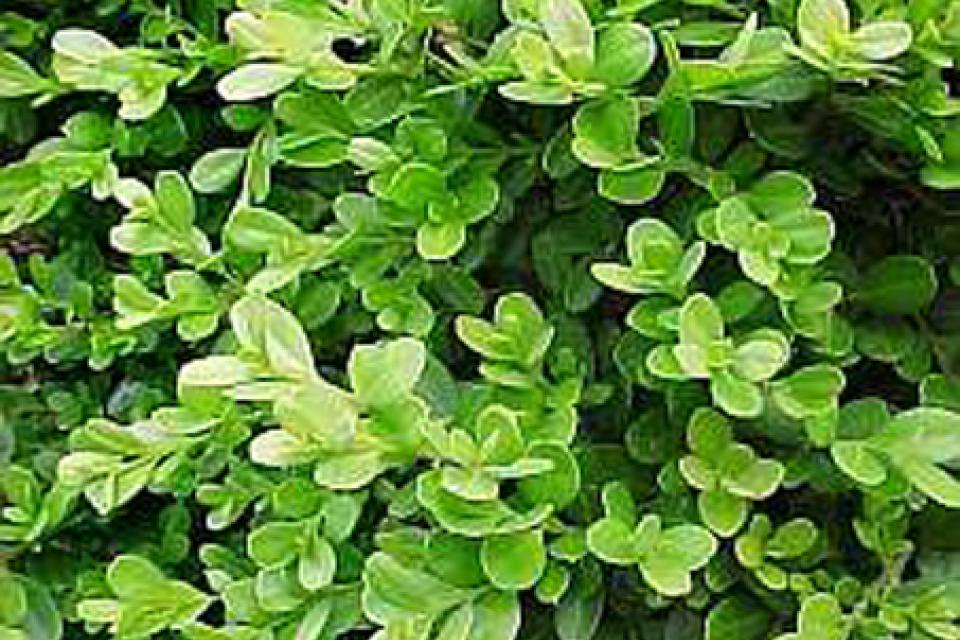 Buxus microphylla 'Rococo'