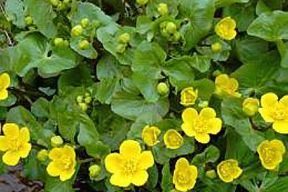 Caltha palustris