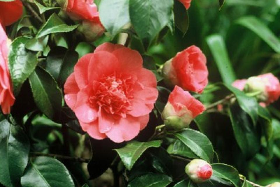 Camellia